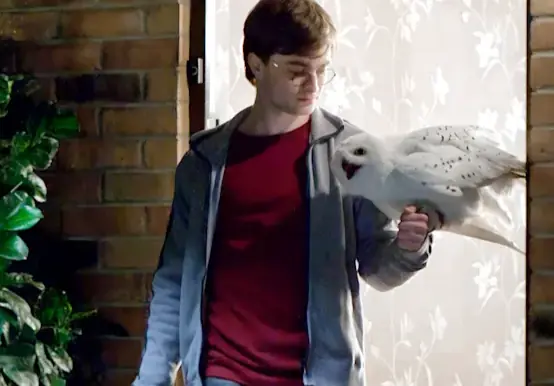 Hedwig Hakkında Bilinmeyenler?