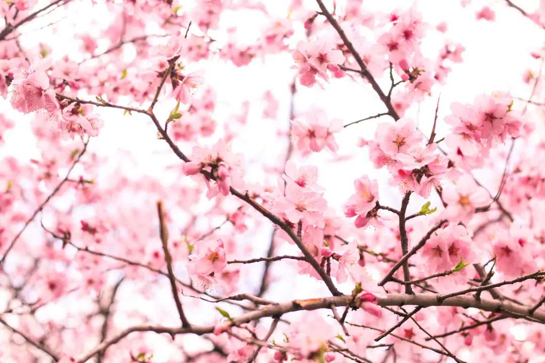 Sakura Çiçeği Nedir?